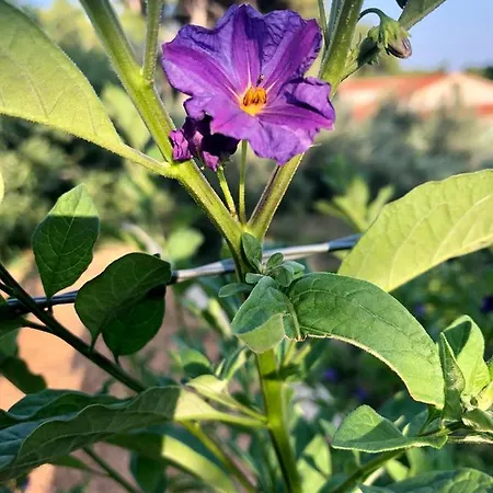 Casa Fortuna * 스베타 네델자